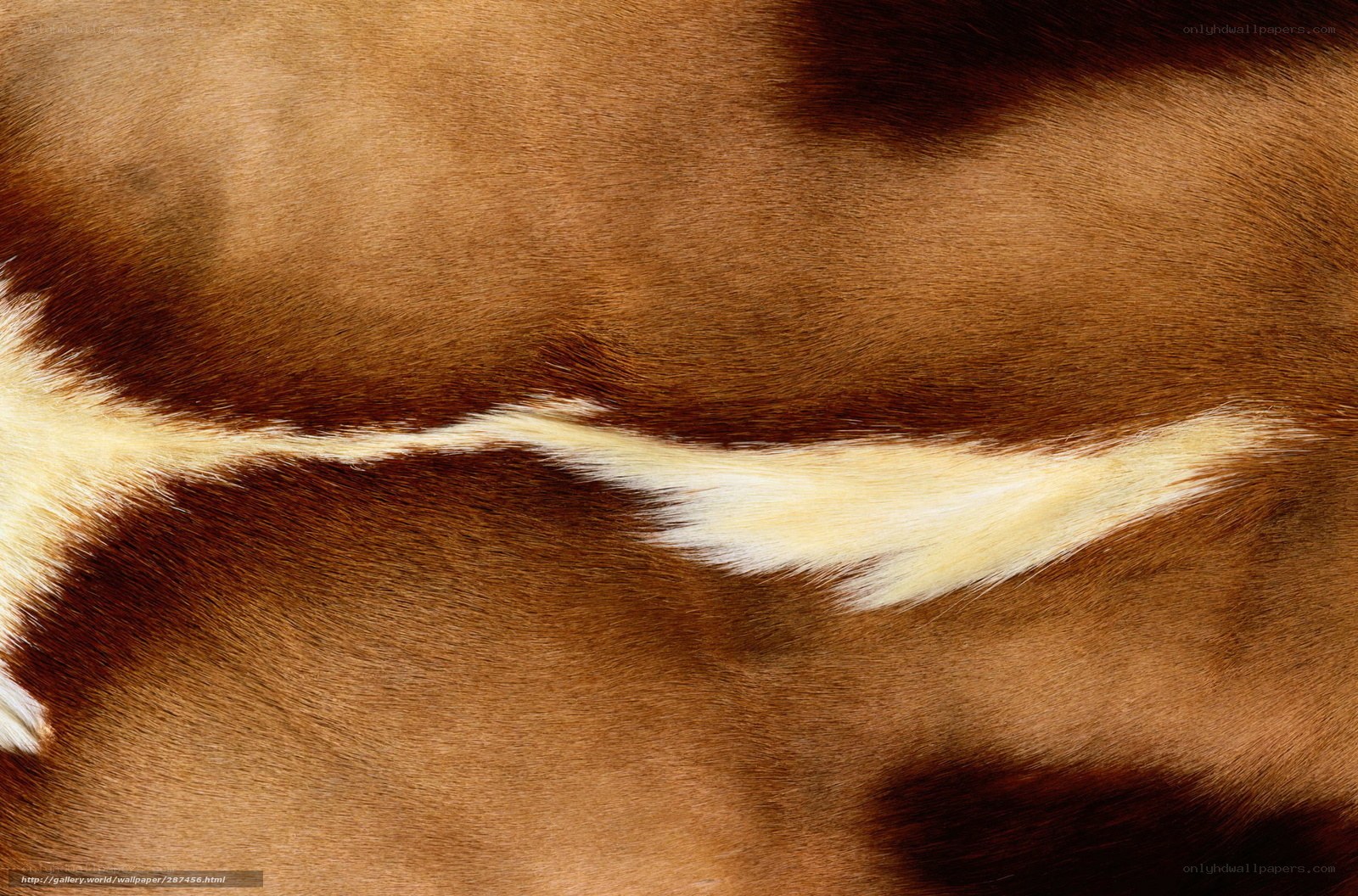 close-up of animal hide