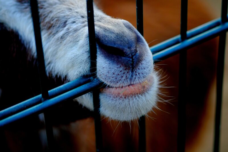 close-up of animal nose behind bars