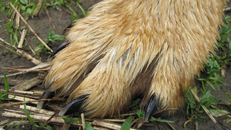 close-up of animal paw
