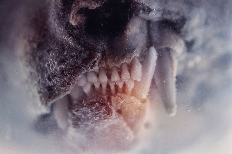 Close-up of animal skull teeth