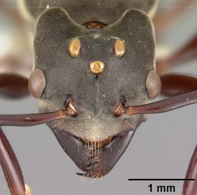 close-up of ant head