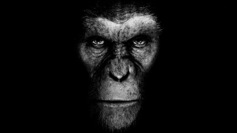Close-up of Ape Face — Black, Dramatic