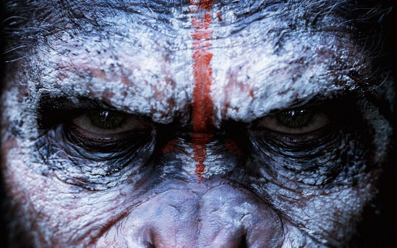 Close-up of Ape Face — White