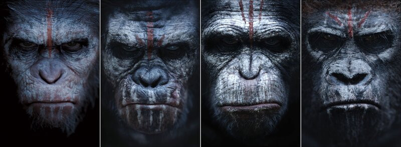 Close-up of Ape Faces