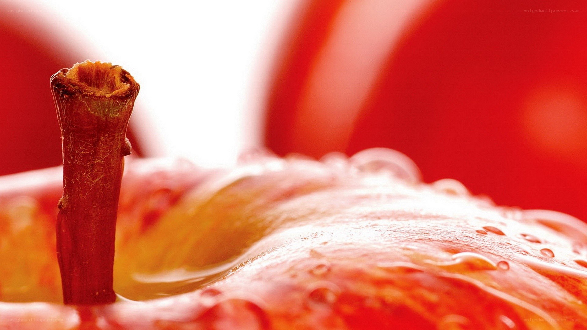 close-up of apple stem
