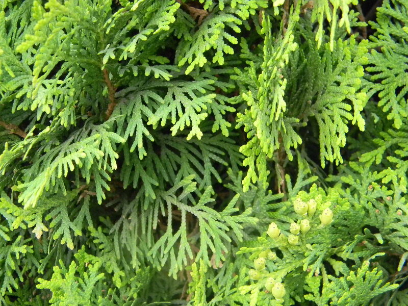 Close-up of Arborvitae Foliage