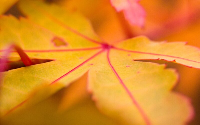 close-up of autumn leaf