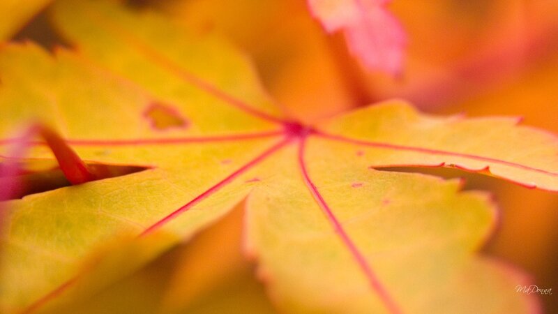 Close-up of autumn leaf