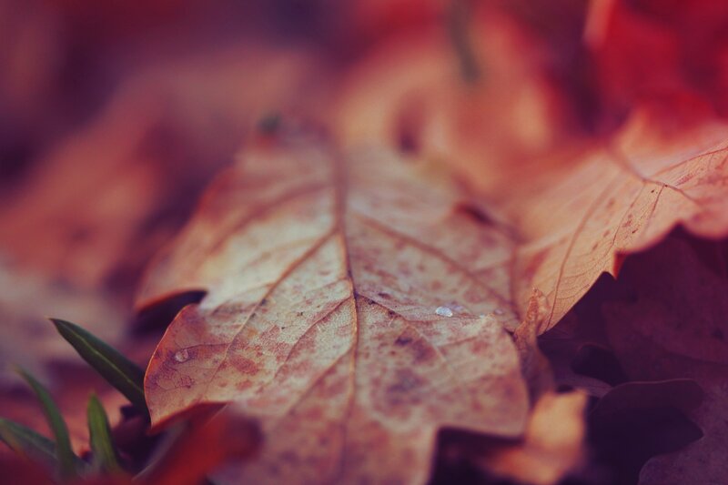 Close-up of Autumn Leaf — Brown