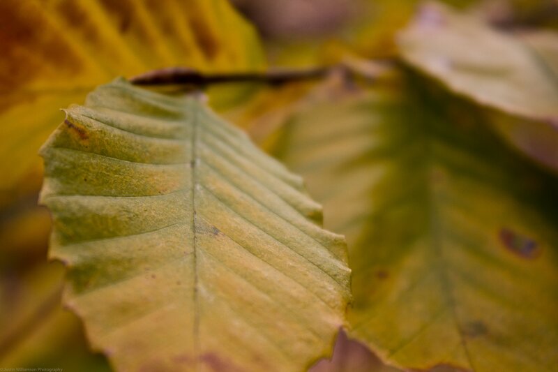 Close-up of Autumn Leaf — Green