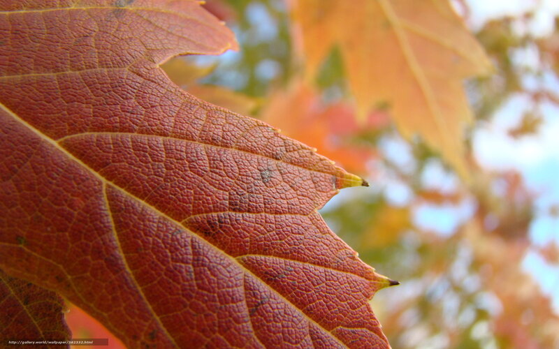 Close-up of Autumn Leaf — Red
