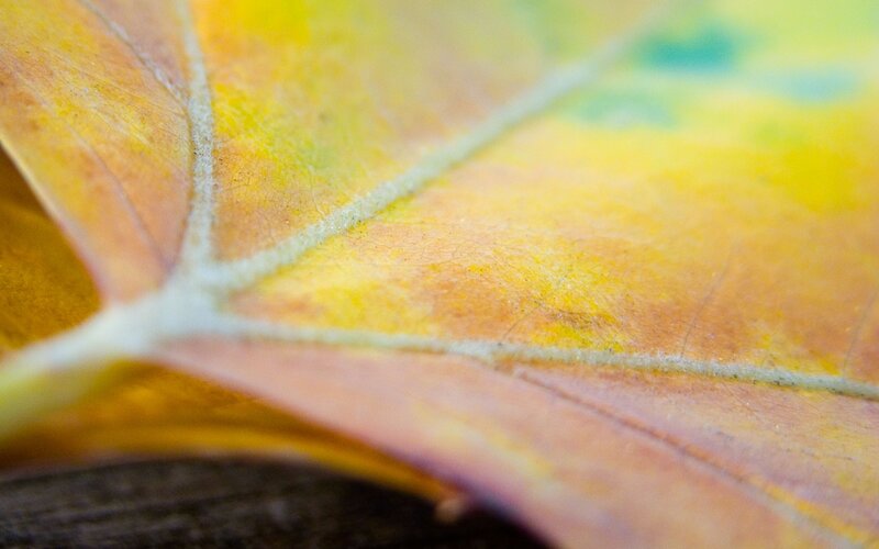 Close-up of Autumn Leaf — Yellow