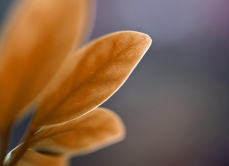 Close-up of autumn leaves