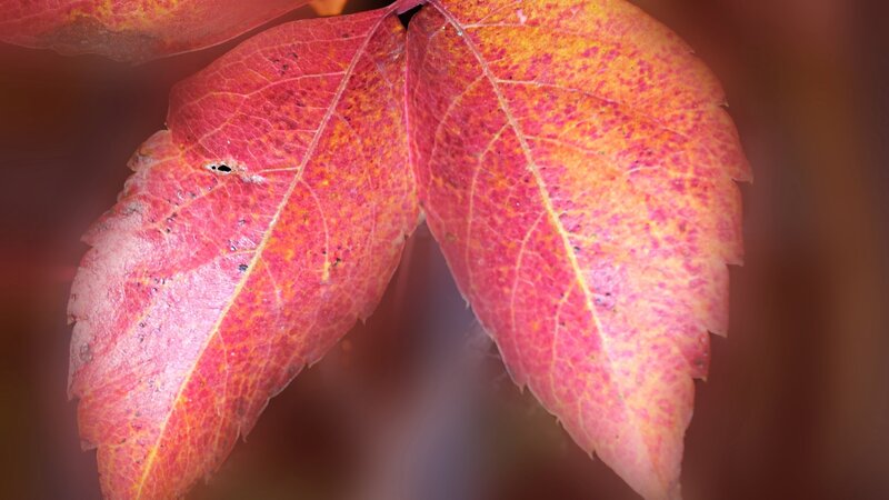 Close-up of autumn leaves
