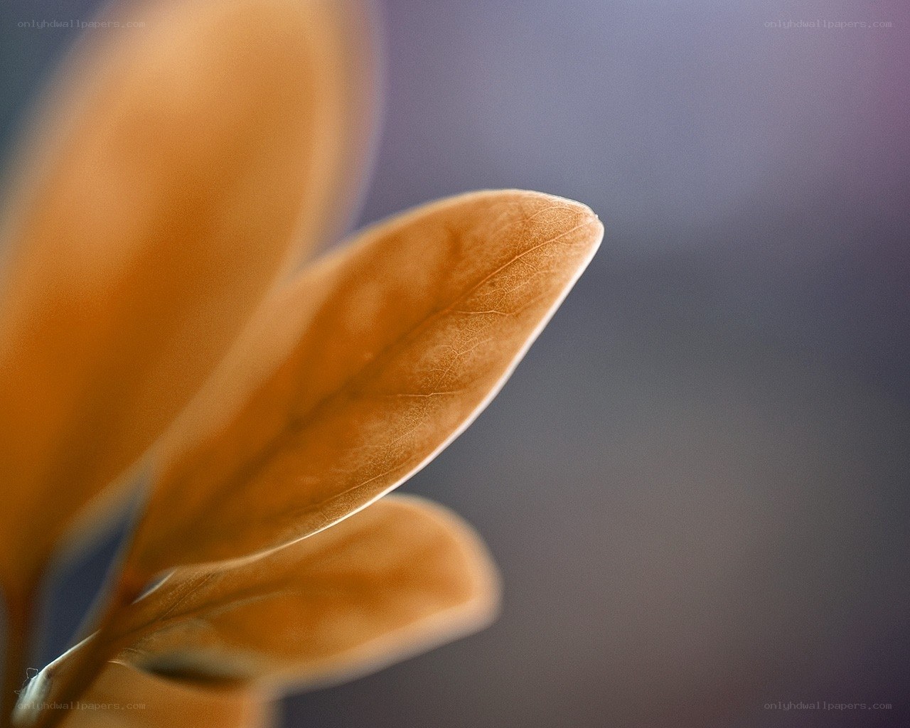 Close-up of autumn leaves
