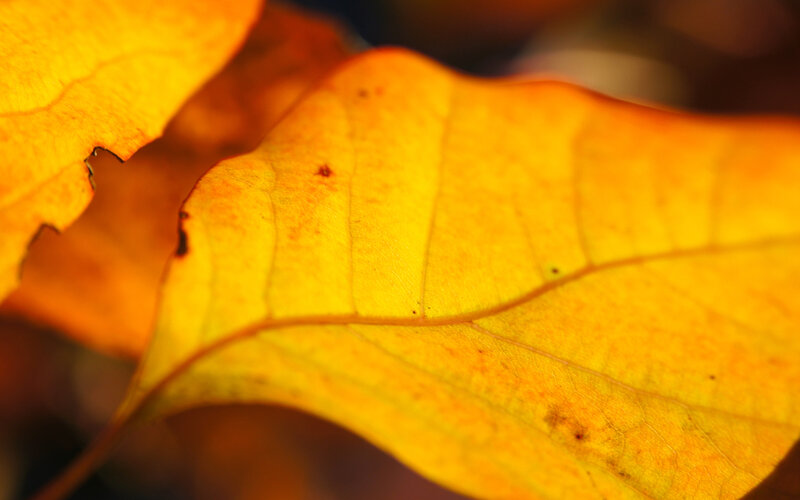Close-up of autumn leaves