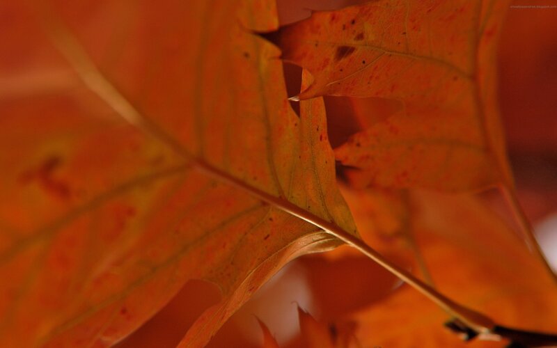 Close-up of Autumn Leaves — Orange