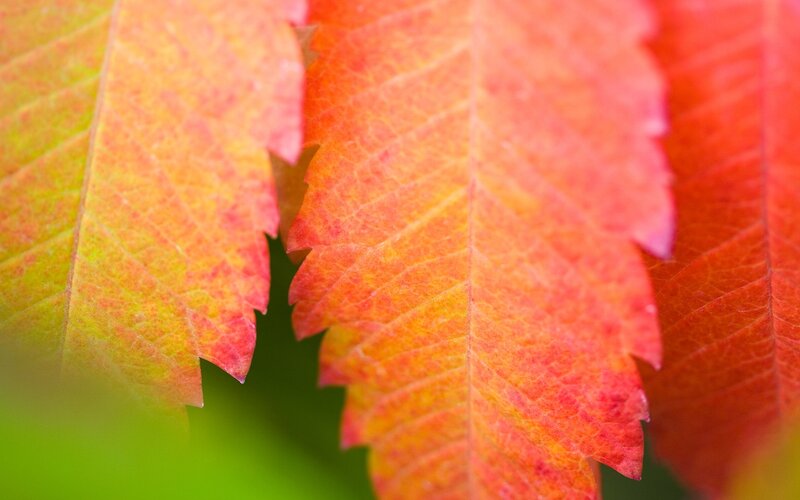 Close-up of Autumn Leaves — Red