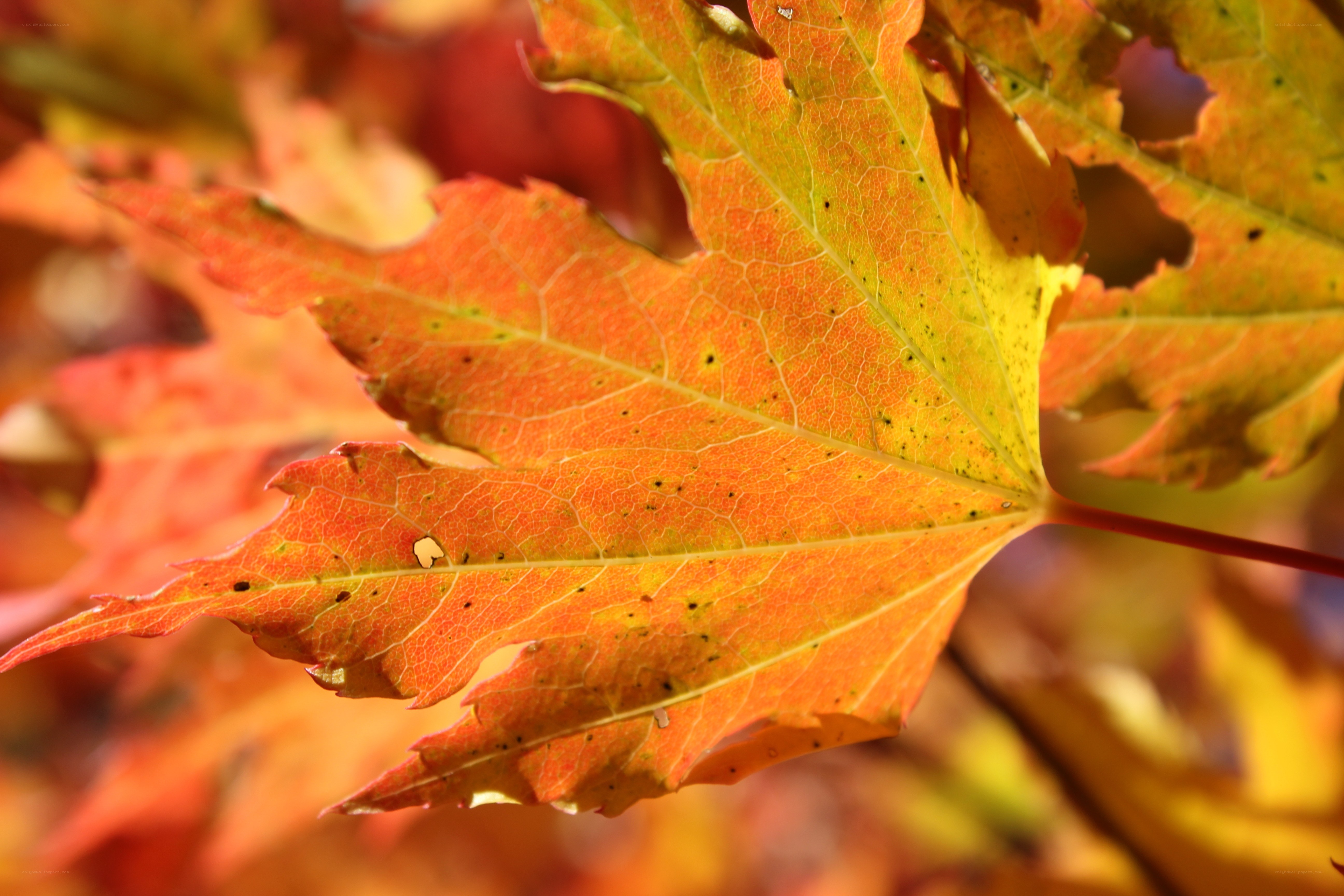 Close-up of autumn maple leaf
