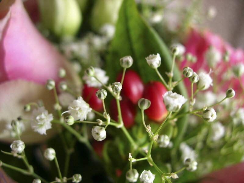 Close-up of baby's breath flowers
