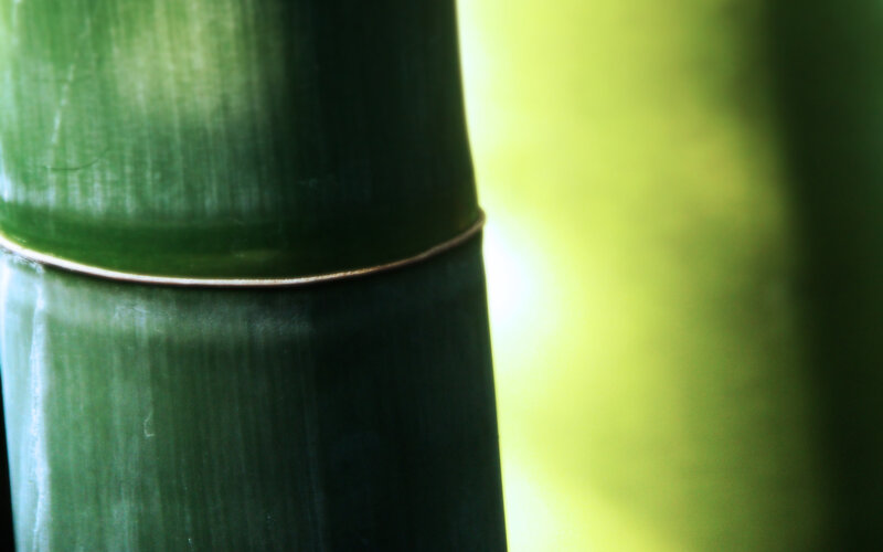 Close-up of bamboo stalk
