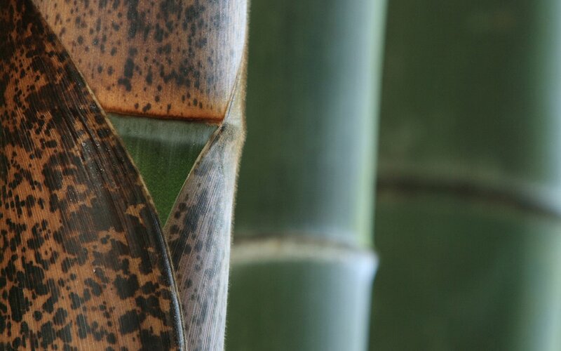 close-up of bamboo stalk