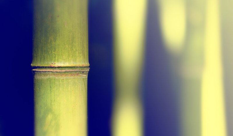 Close-up of bamboo stalk