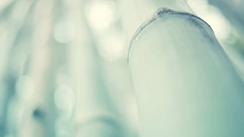 Close-up of Bamboo Stalk — White