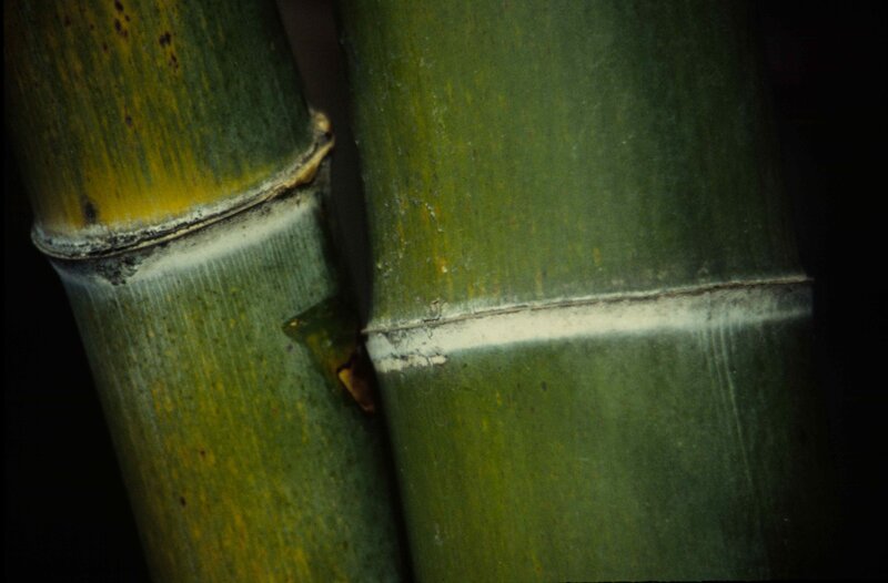 Close-up of bamboo stalks