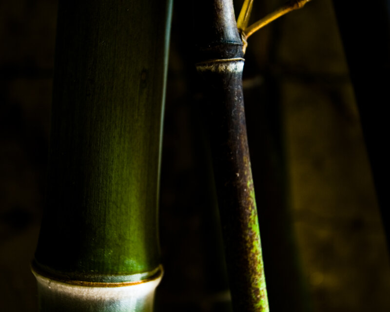 Close-up of bamboo stalks