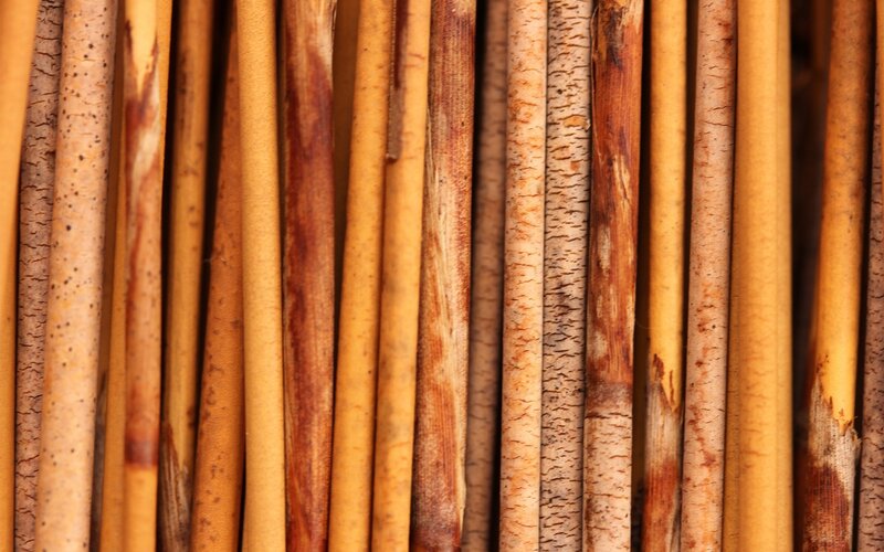Close-up of Bamboo Stalks — Brown
