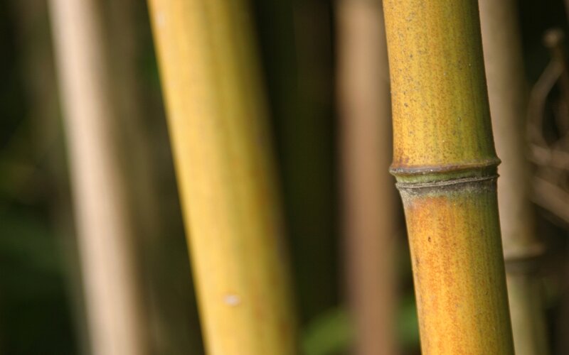 Close-up of Bamboo Stalks — Yellow