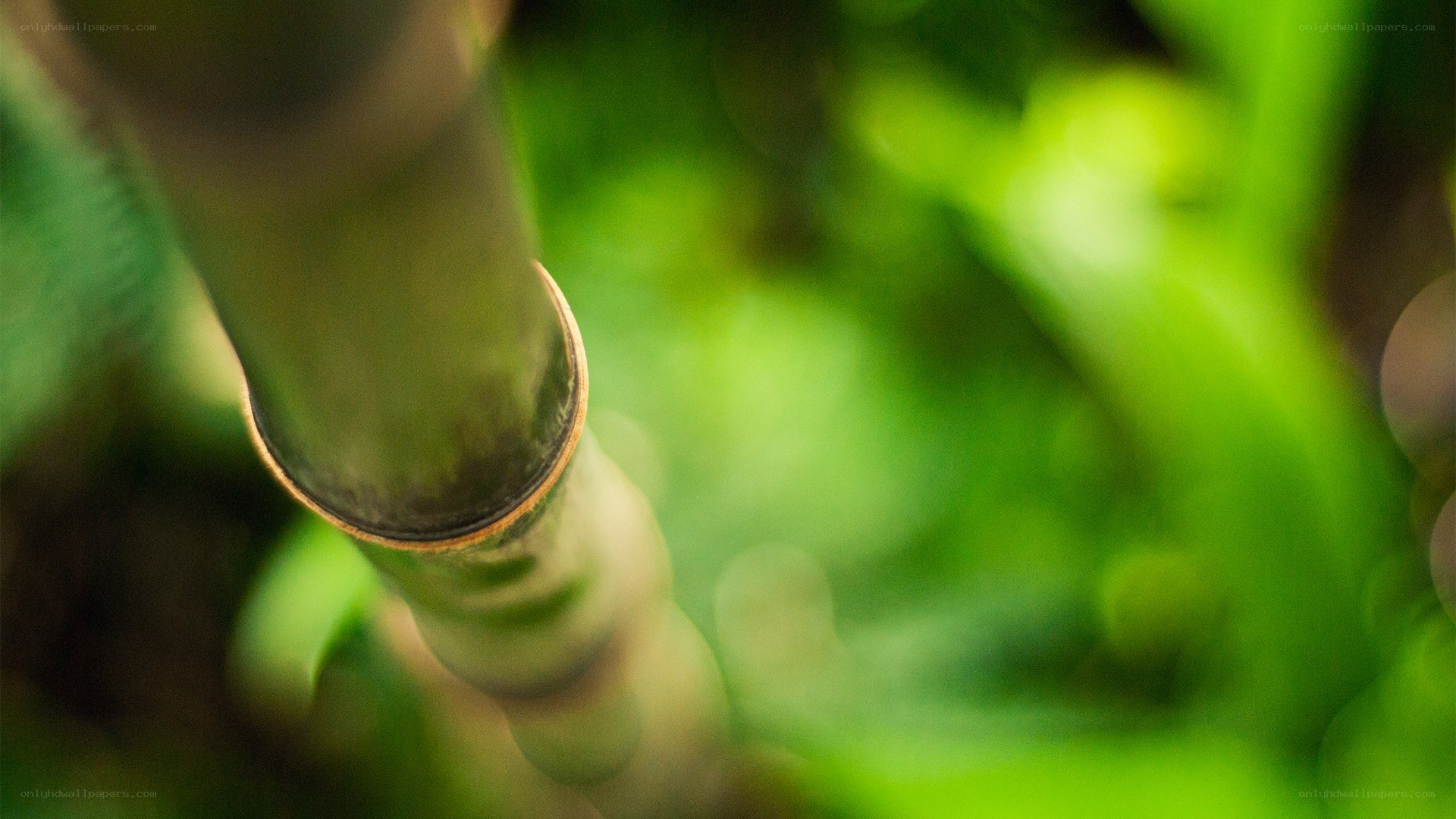 close-up of bamboo stem