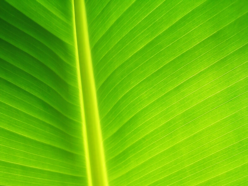 Close-up of Banana Leaf — Green, Calm