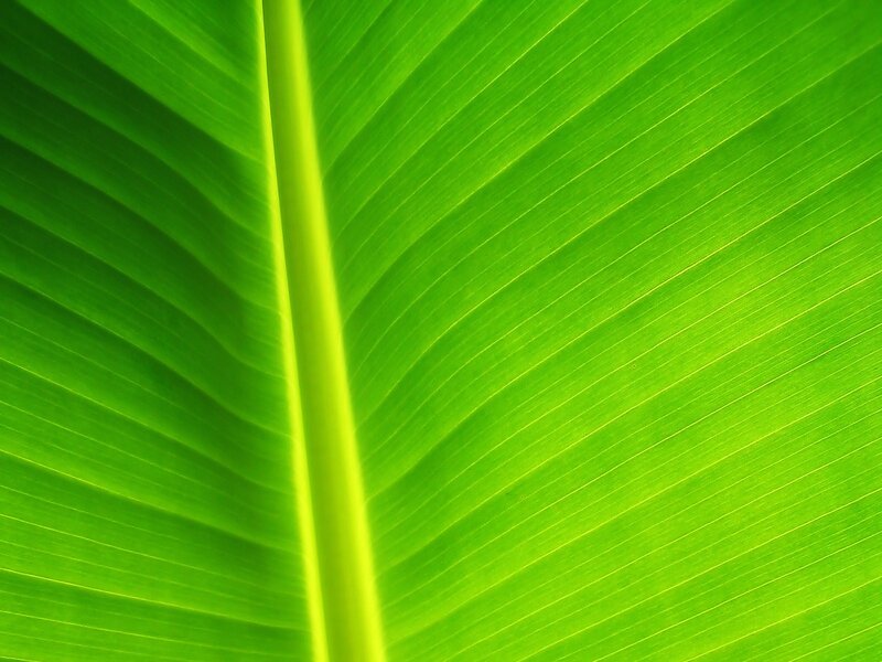 Close-up of Banana Leaf — Green, Photograph