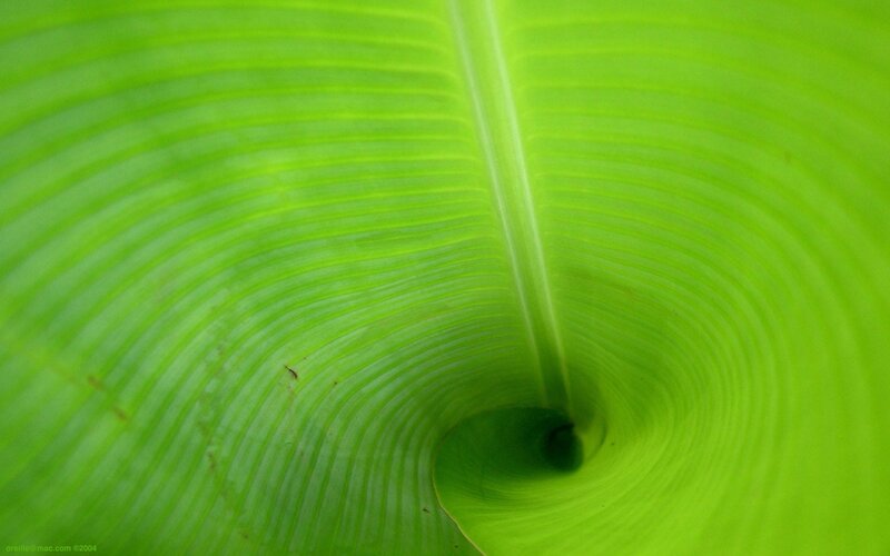 Close-up of Banana Leaf — Green, Serene, Photograph