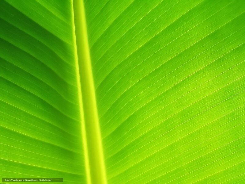 Close-up of Banana Leaf — Green