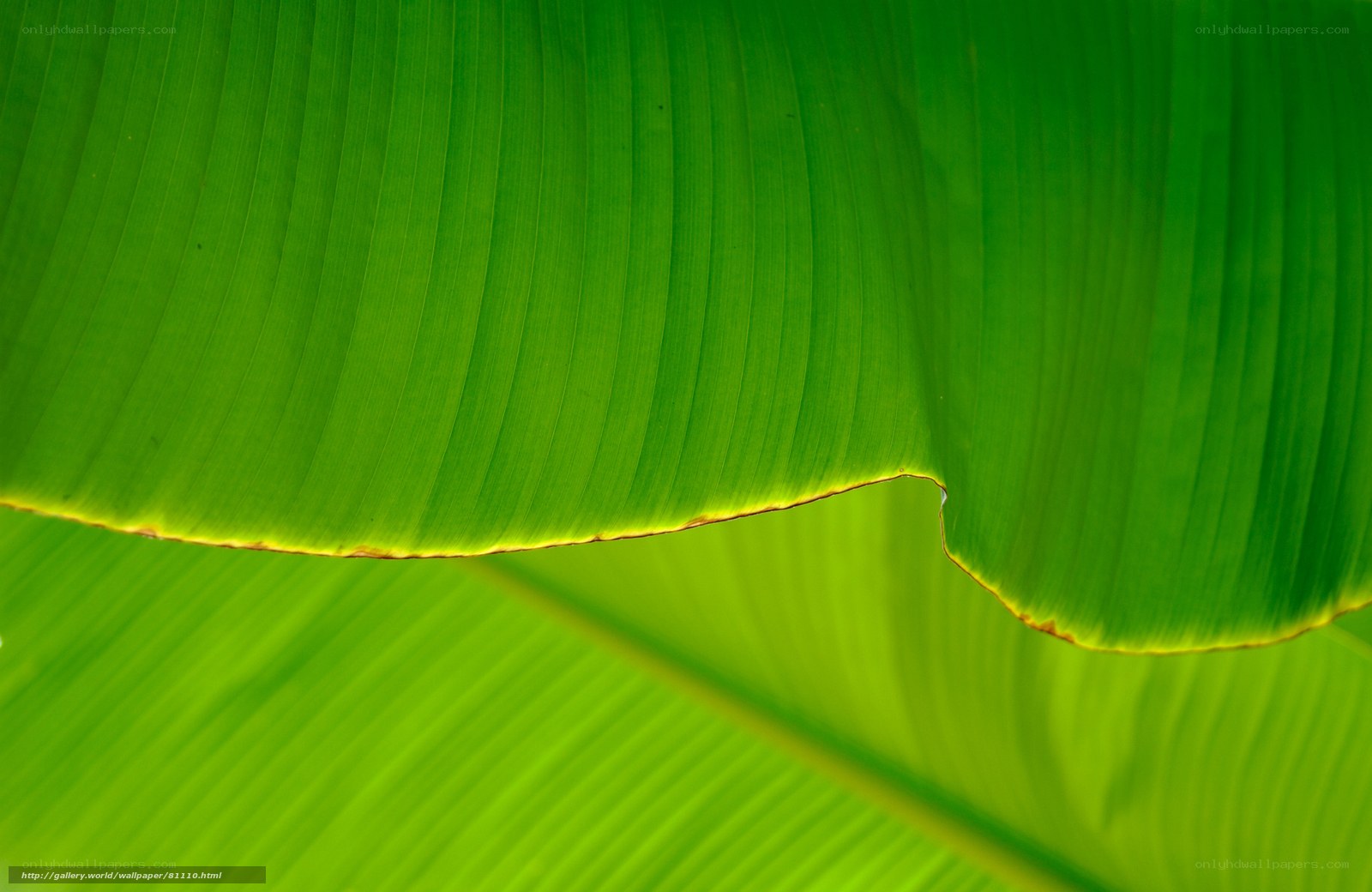 Close-up of banana leaf