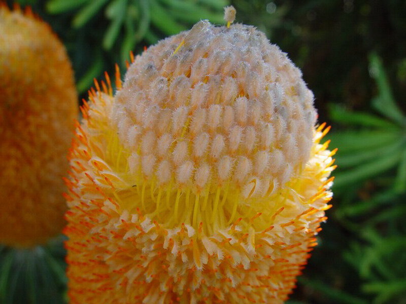 Close-up of Banksia Flower