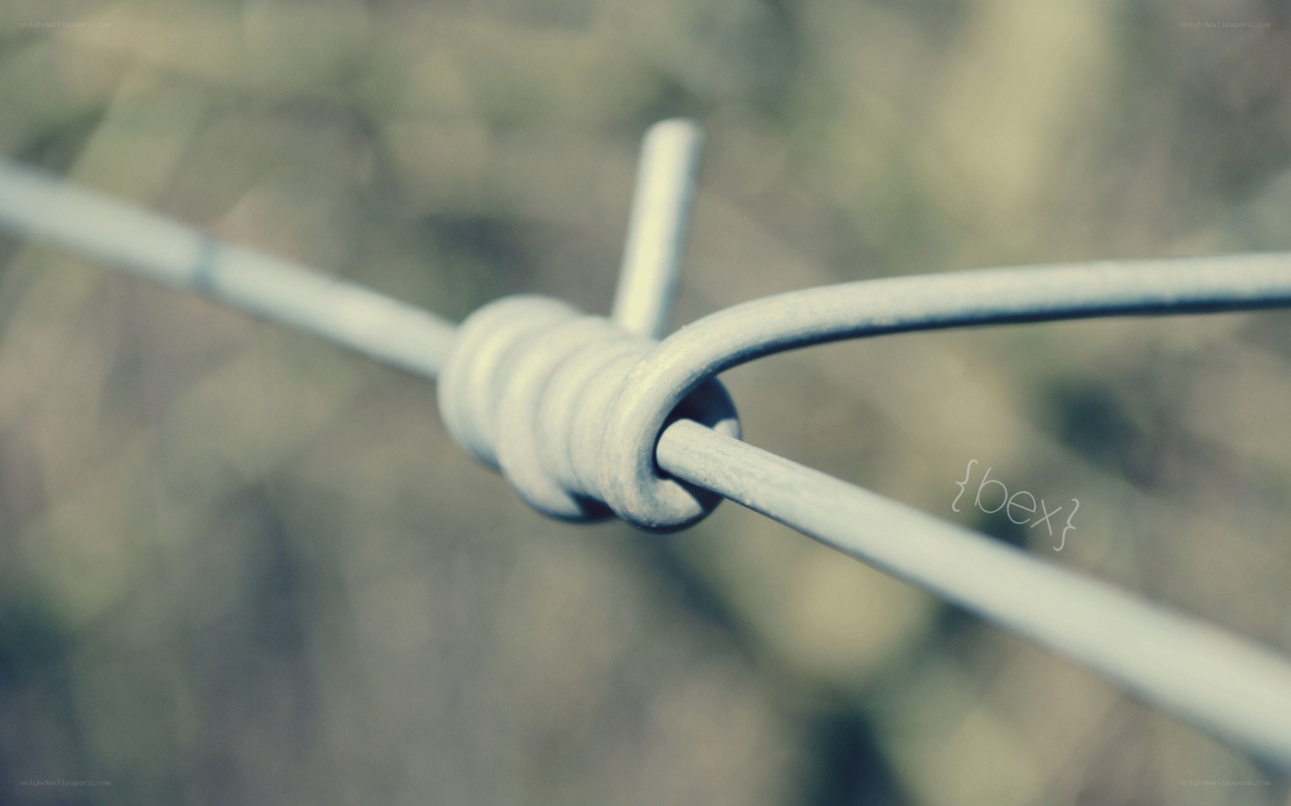 close-up of barbed wire