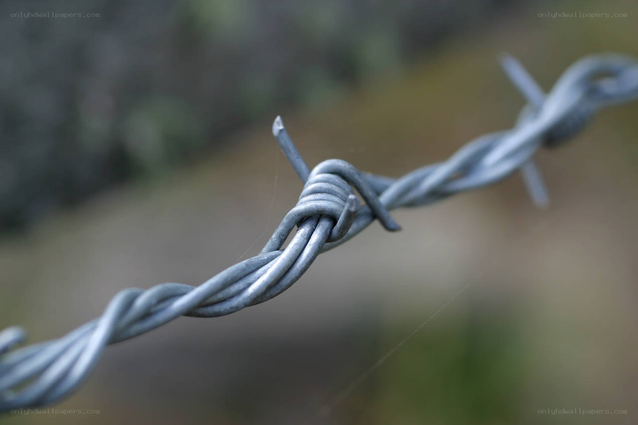close-up of barbed wire