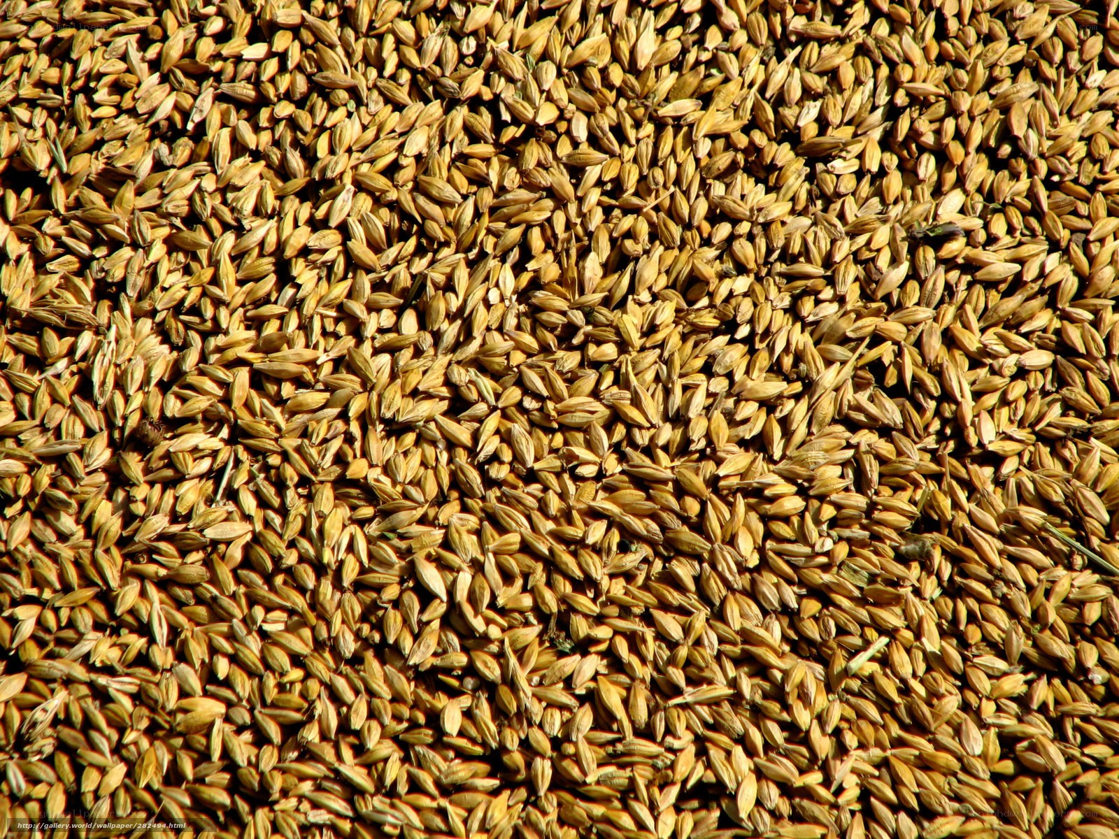 Close-up of barley grains