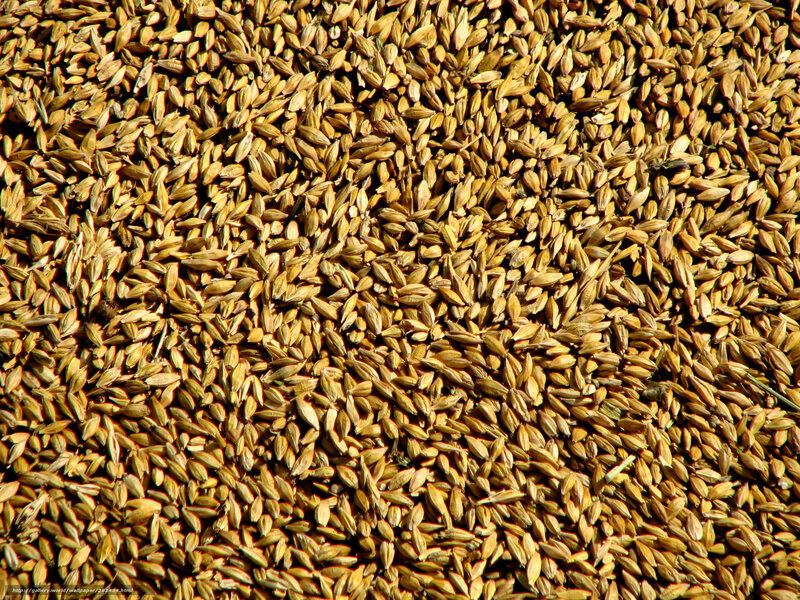 Close-up of Barley Grains — Brown