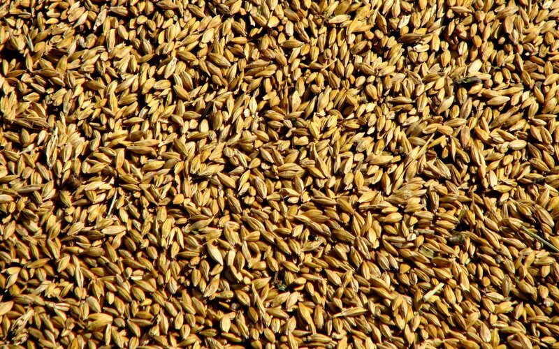 close-up of barley grains