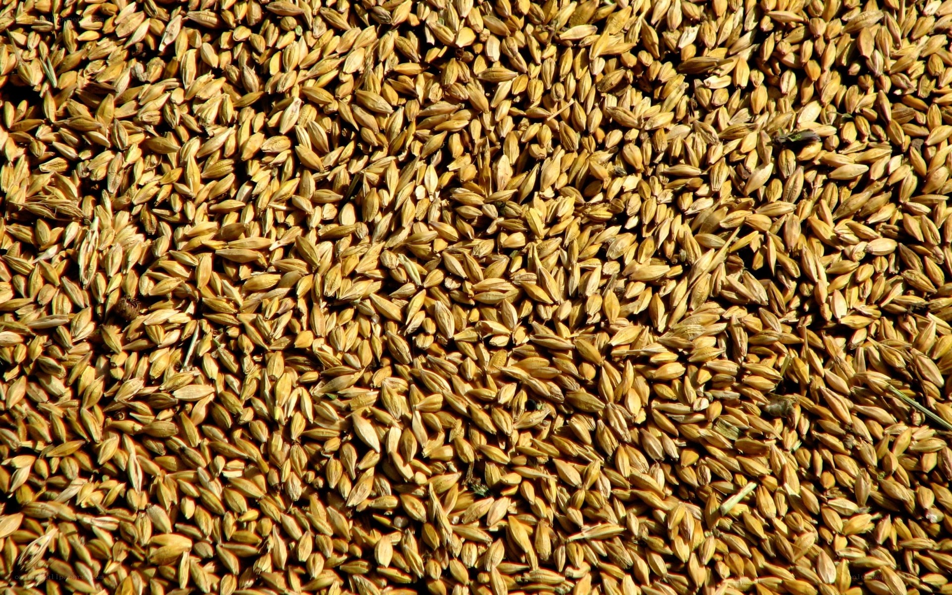close-up of barley grains
