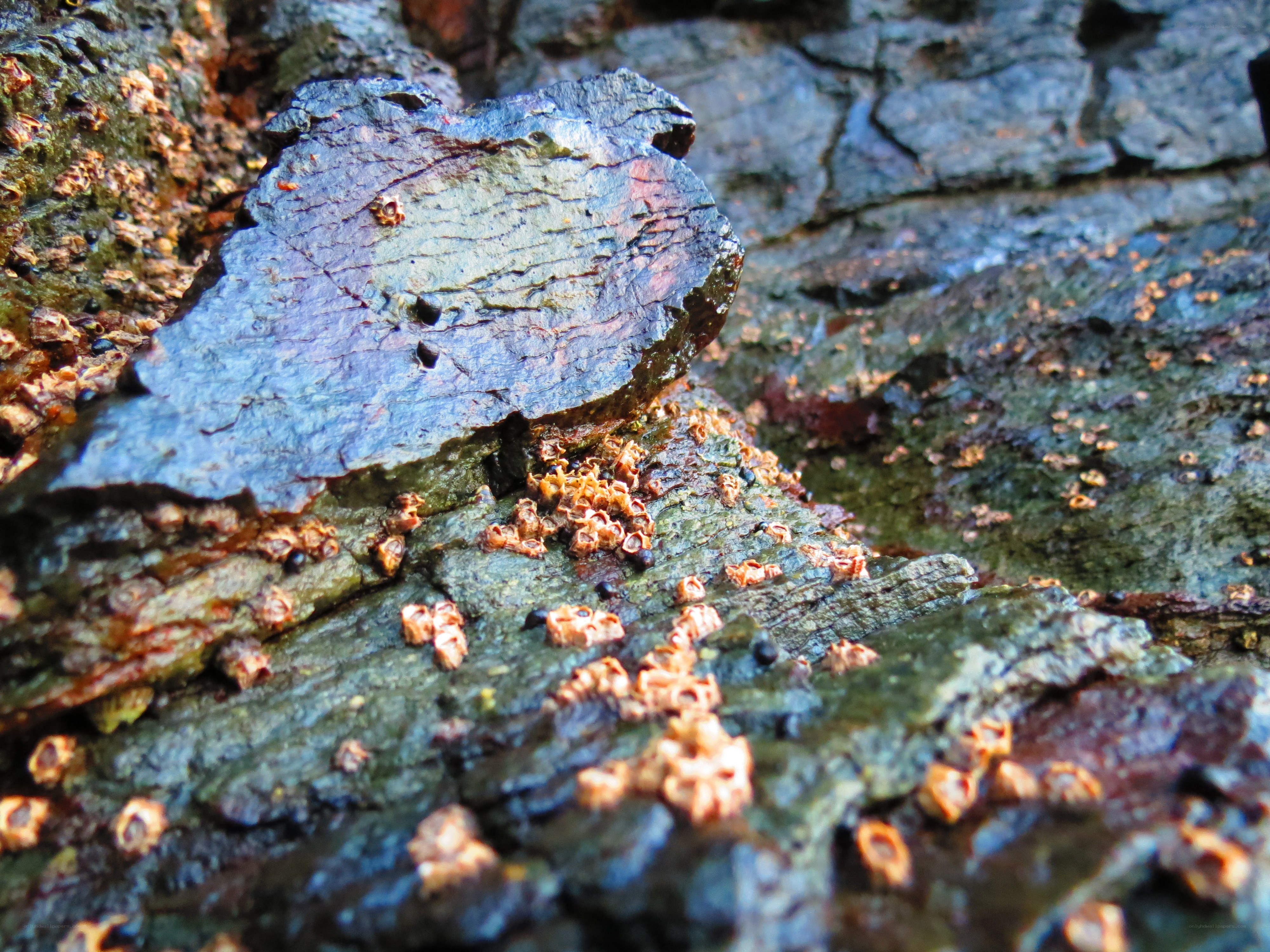 Close-up of barnacles on rock
