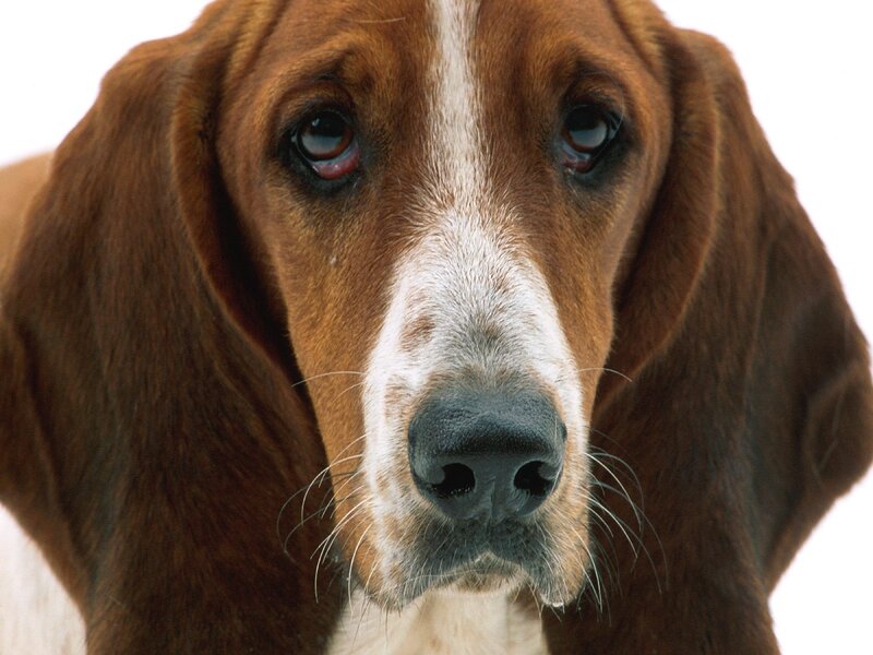 close-up of basset hound dog