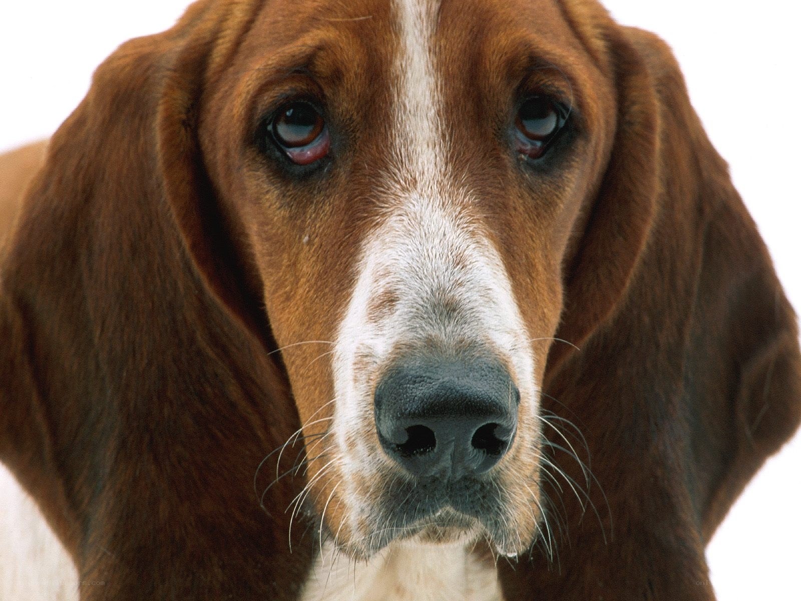close-up of basset hound dog