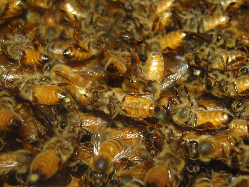 close-up of bees in a hive