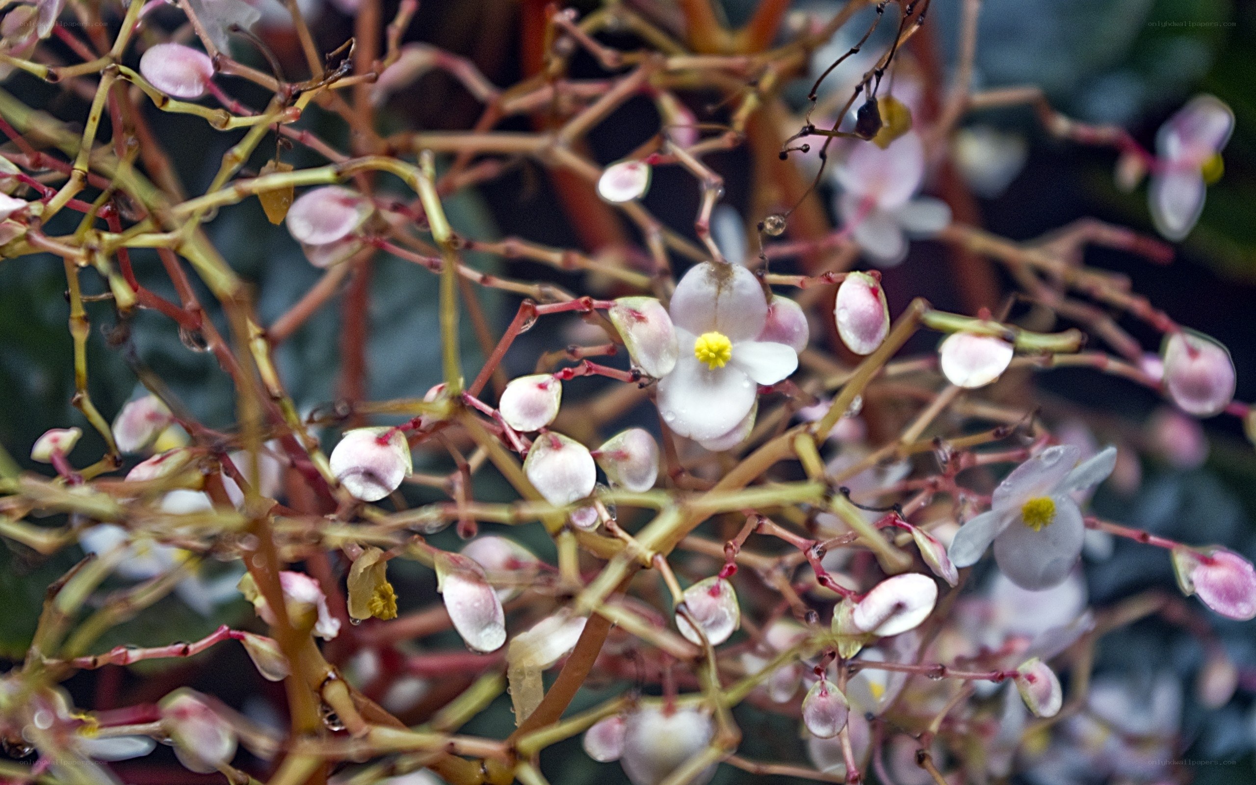 Close-up of begonia flowers